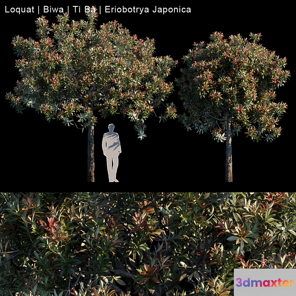 Loquat | Biwa | Eriobotrya japonica - No.5