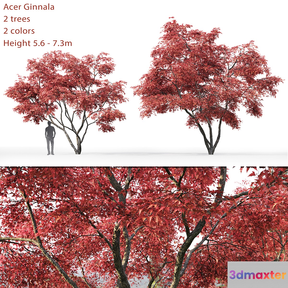 Acer - No.6