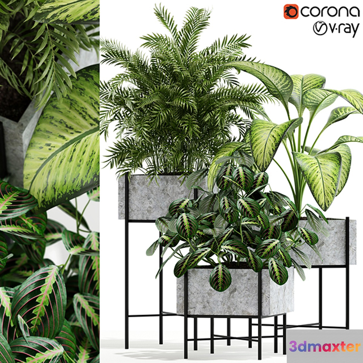 Plants collection 143 Opalo - No.3