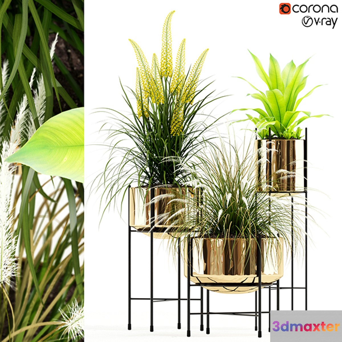Plants collection 146 AGATA