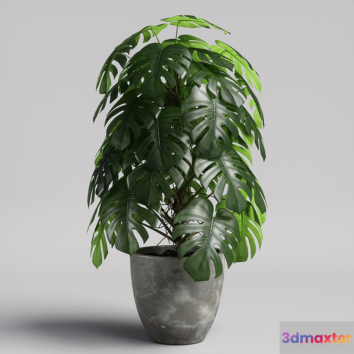 monstera 02 3D Max