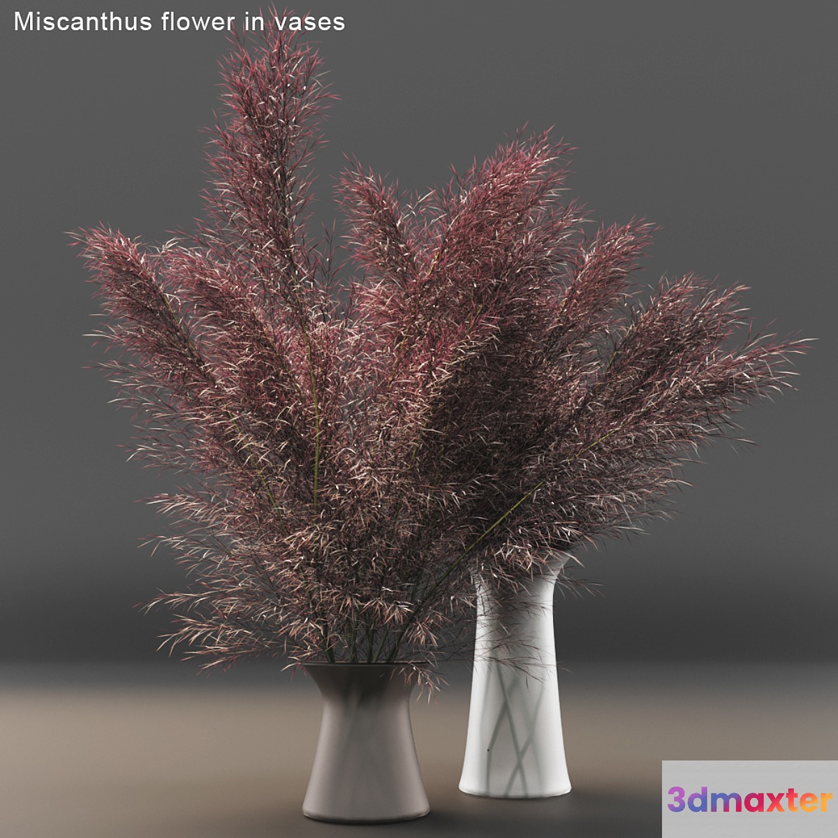 Miscanthus flower in vases