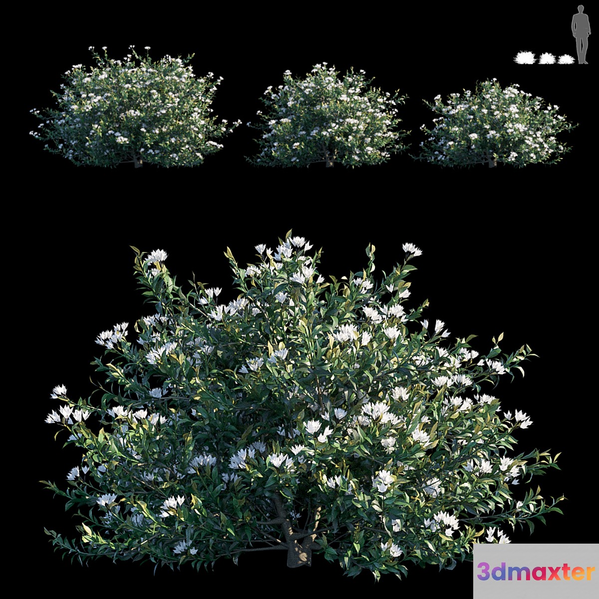 Common bush 3D Max