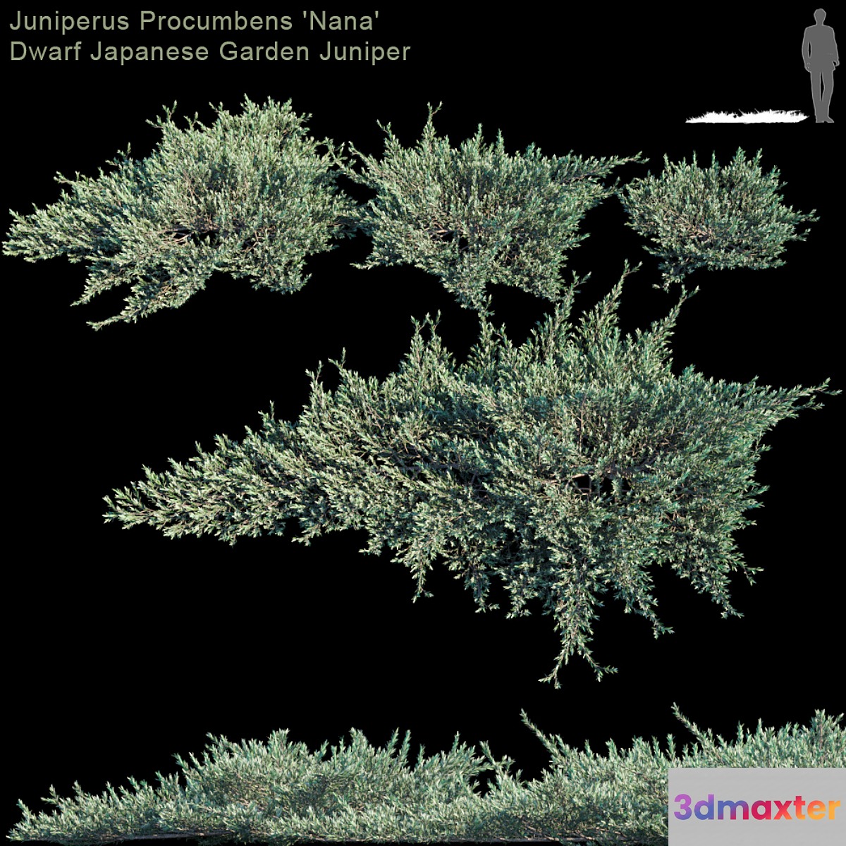 Juniperus Procumbens 