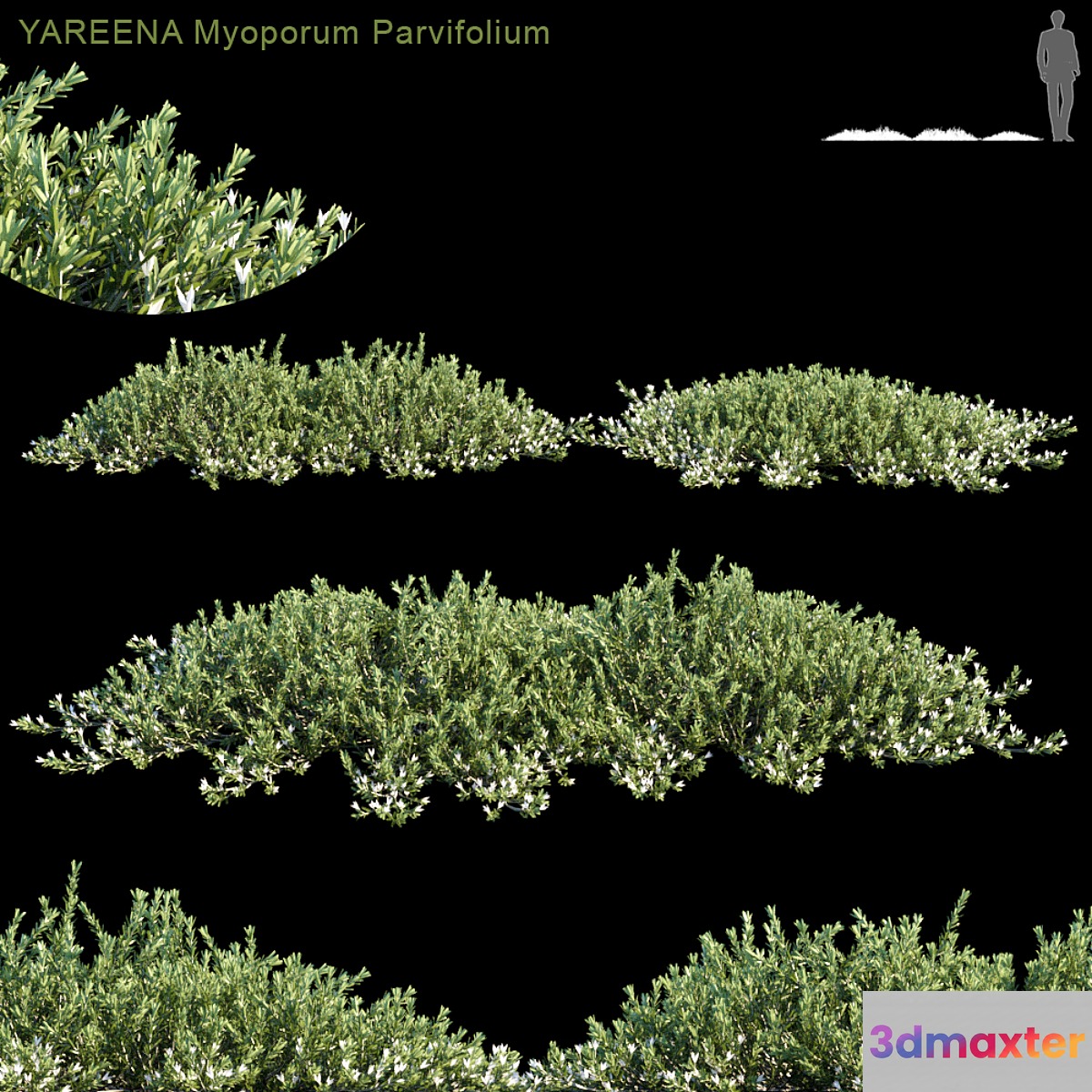 YAREENA Myoporum Parvifolium