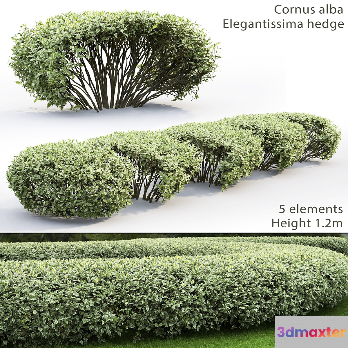 Cornus Alba Elegantissima hedge # 1