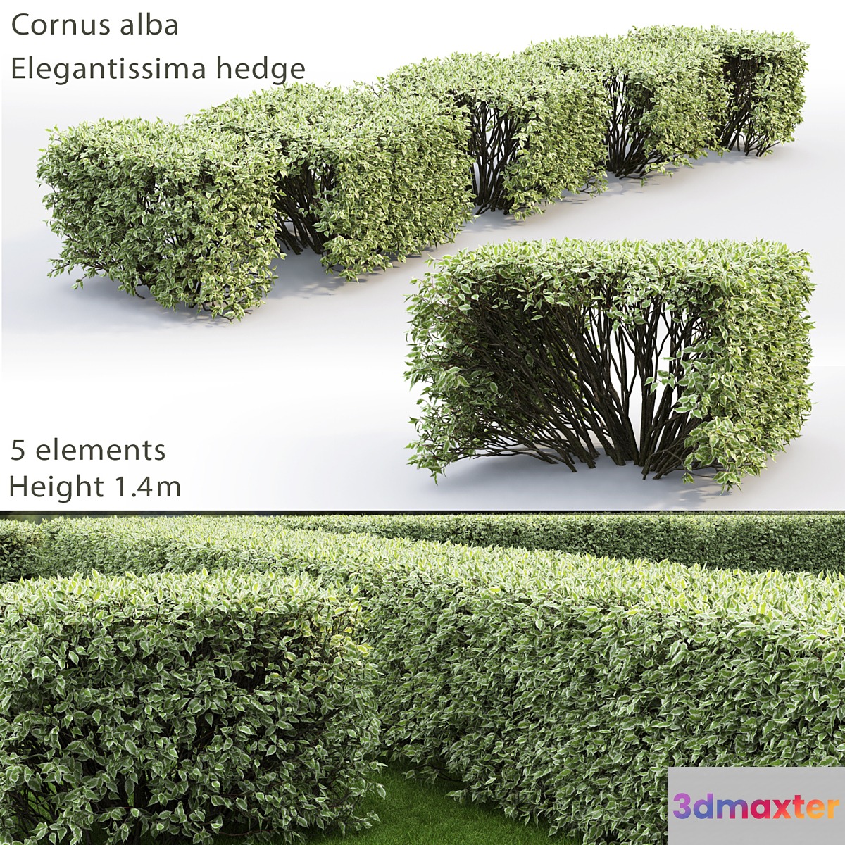 Cornus Alba Elegantissima hedge # 3