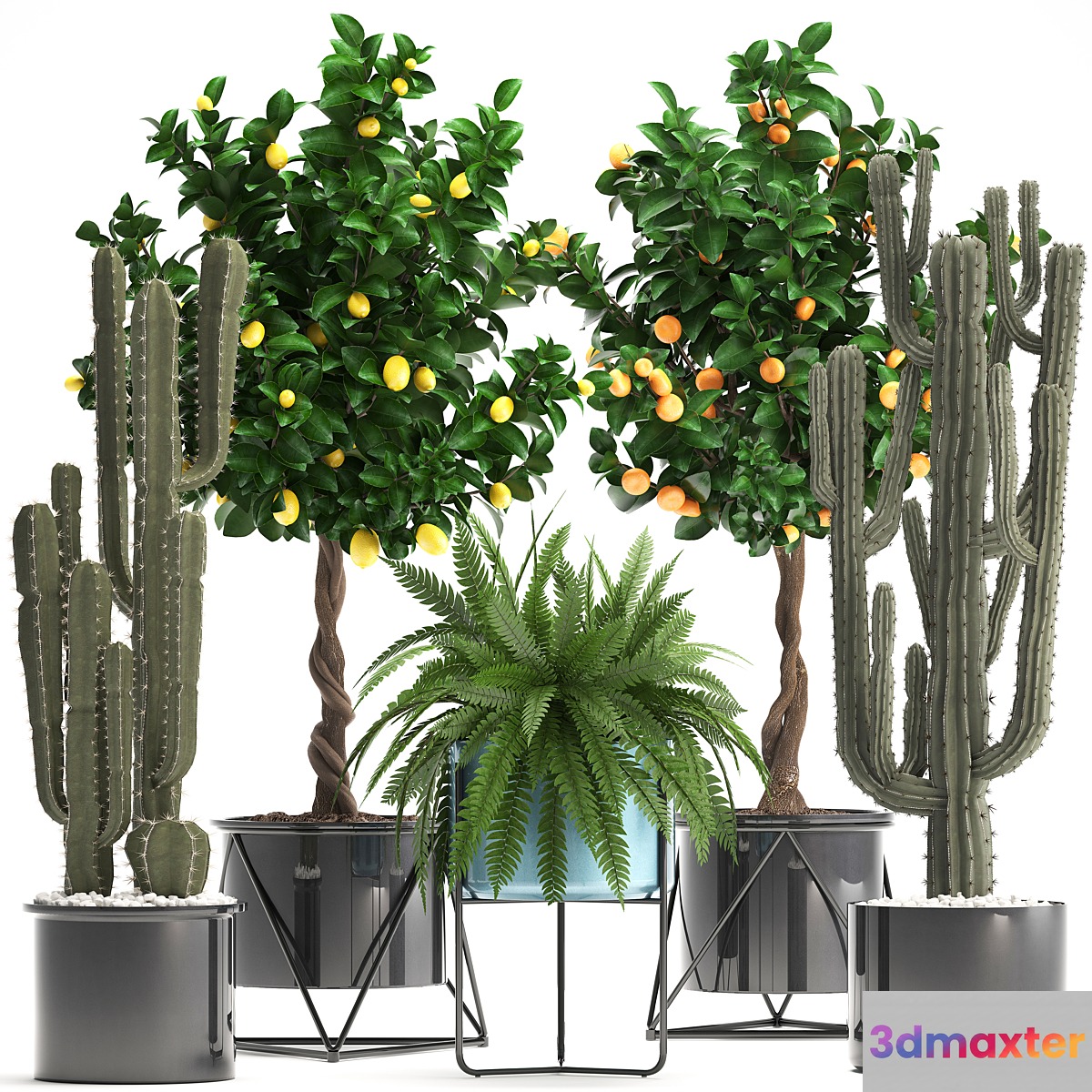 Plant collection 298. Cactus tree fruit tangerine tree fern pot lemon tree interior stylish exotic 3D Max