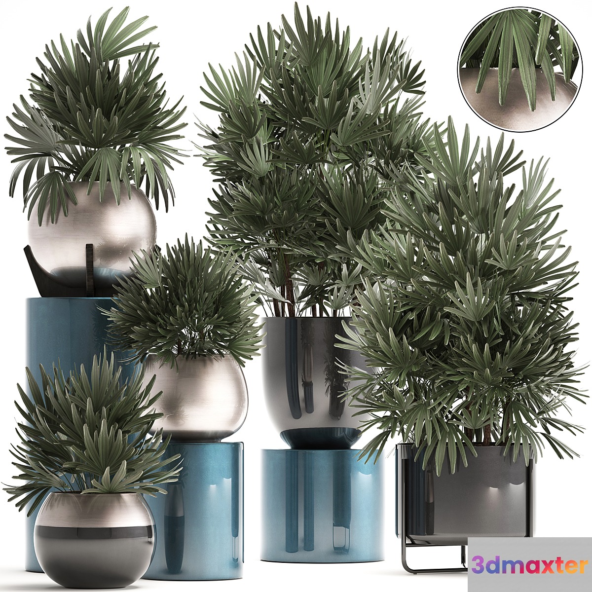 Plant collection 299. Interior palm tree rapis pot flowerpot luxury pot bushes thickets Raphis Palm stylish plants