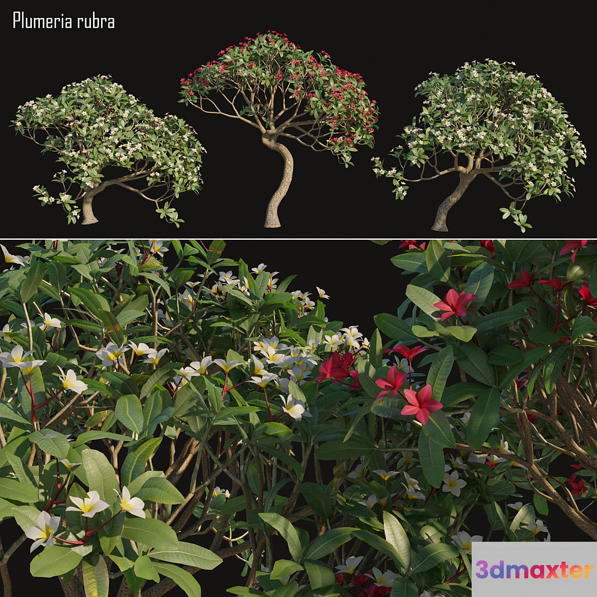 Plumeria rubra -Frangipani Tree-02