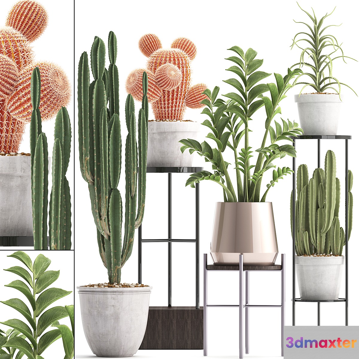 Plant collection 303. Cactus set. Cactus cereus Zamioculcas aloe shelf with flowers stand Aloe desert plants interior concrete outdoor - No.3
