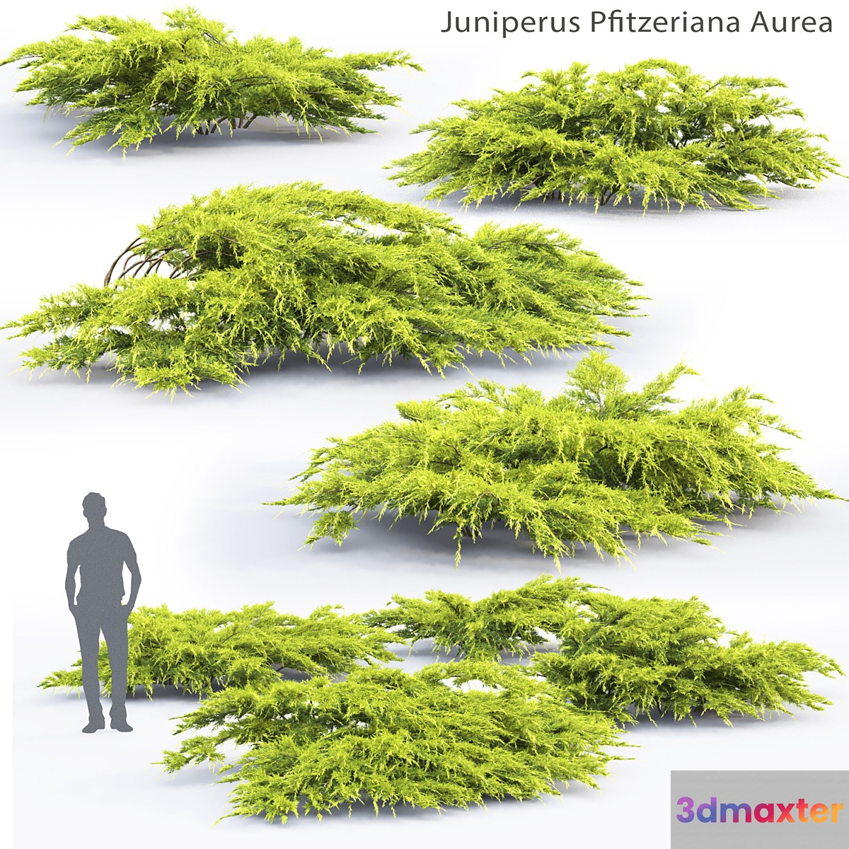 Juniperus Pfitzeriana Aurea # 1