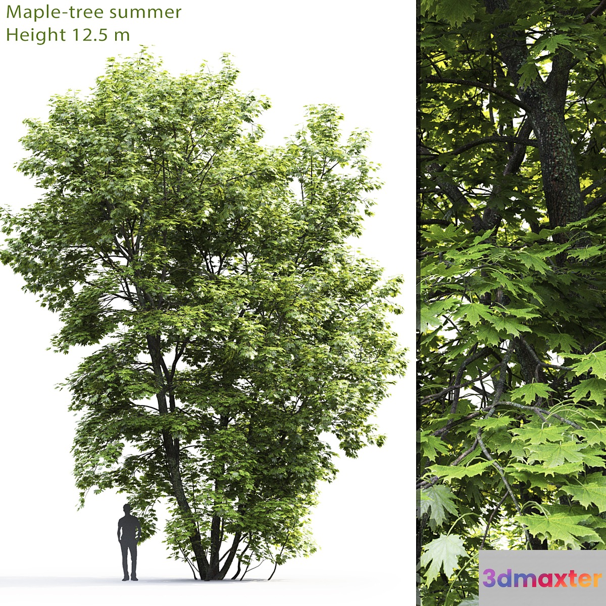 Acer - No.4