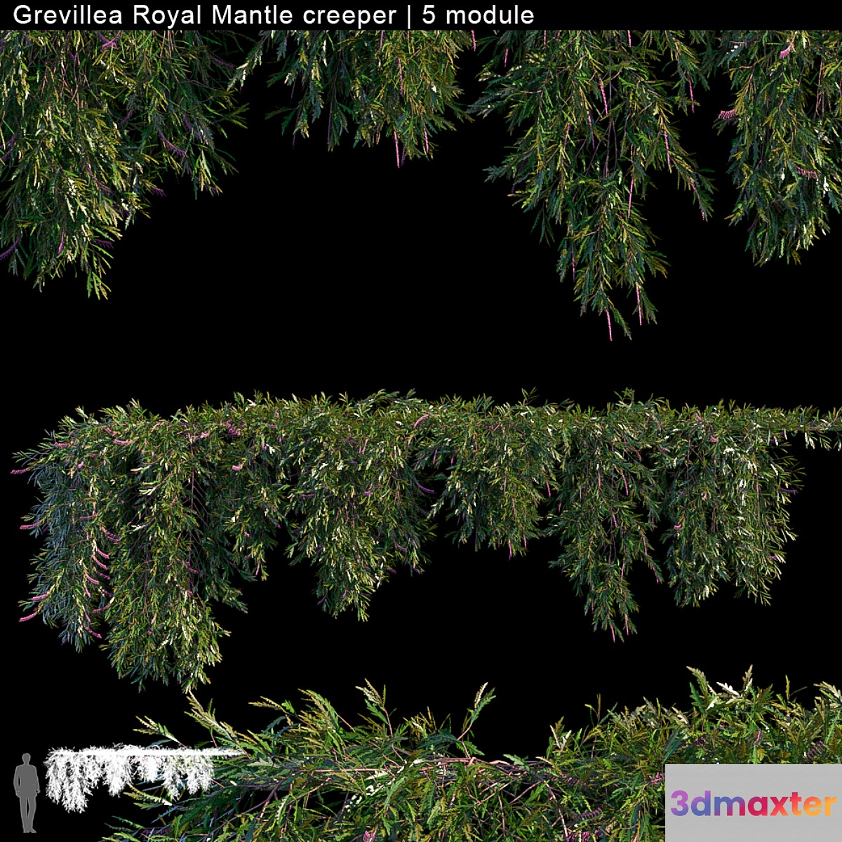 Grevillea Royal Mantle creeper | 5 module - No.3