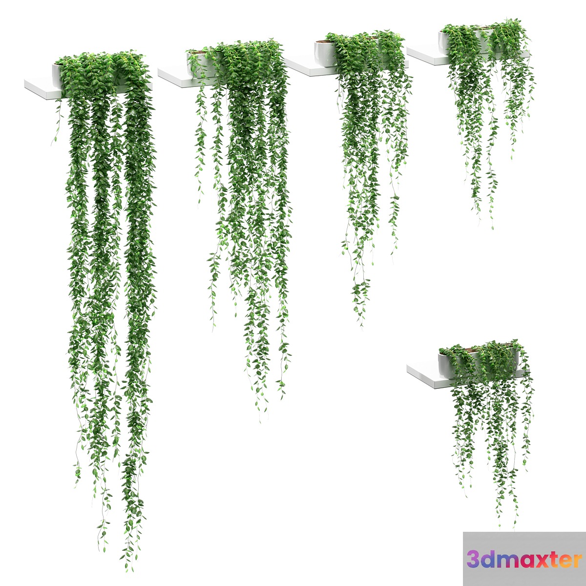 Hanging plants on the shelves. 5 models 3D Max
