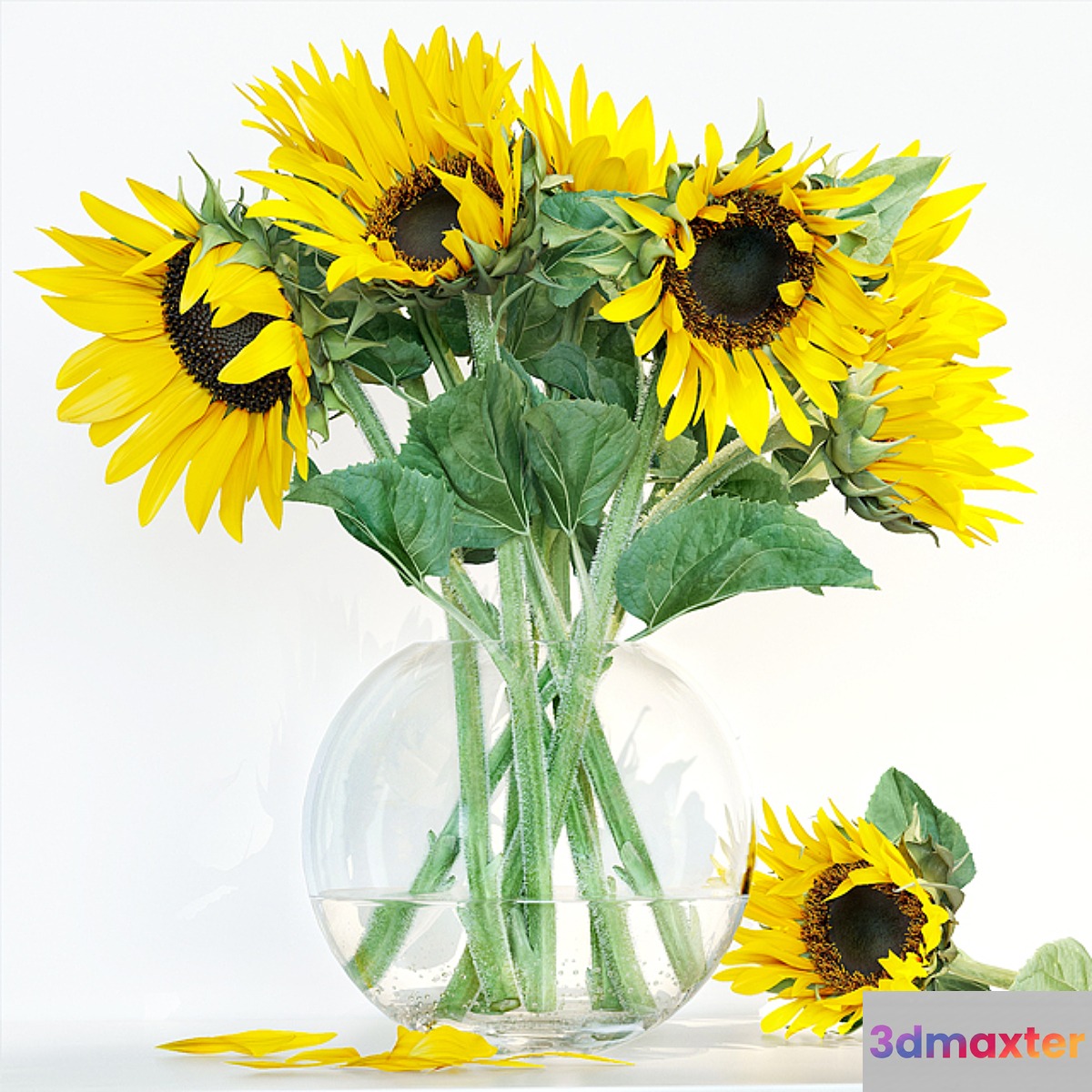 Sunflower1