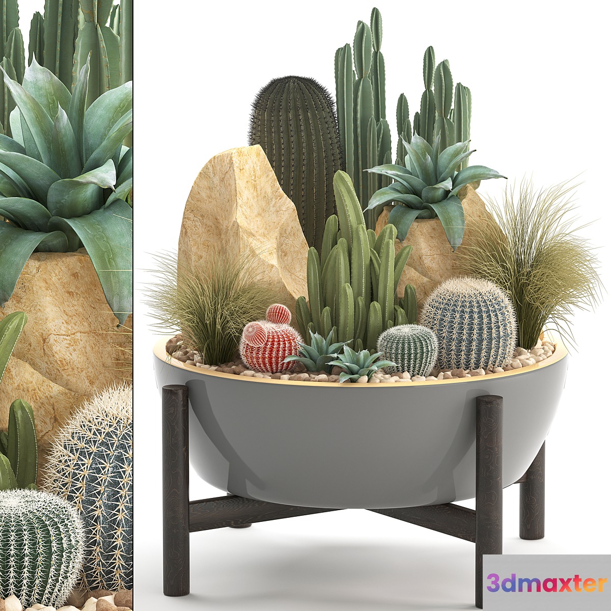 Plant collection 306. Cactus set. cacti round cactus flower bed japanese cereus Barrel cactus desert plants stones 3D Max