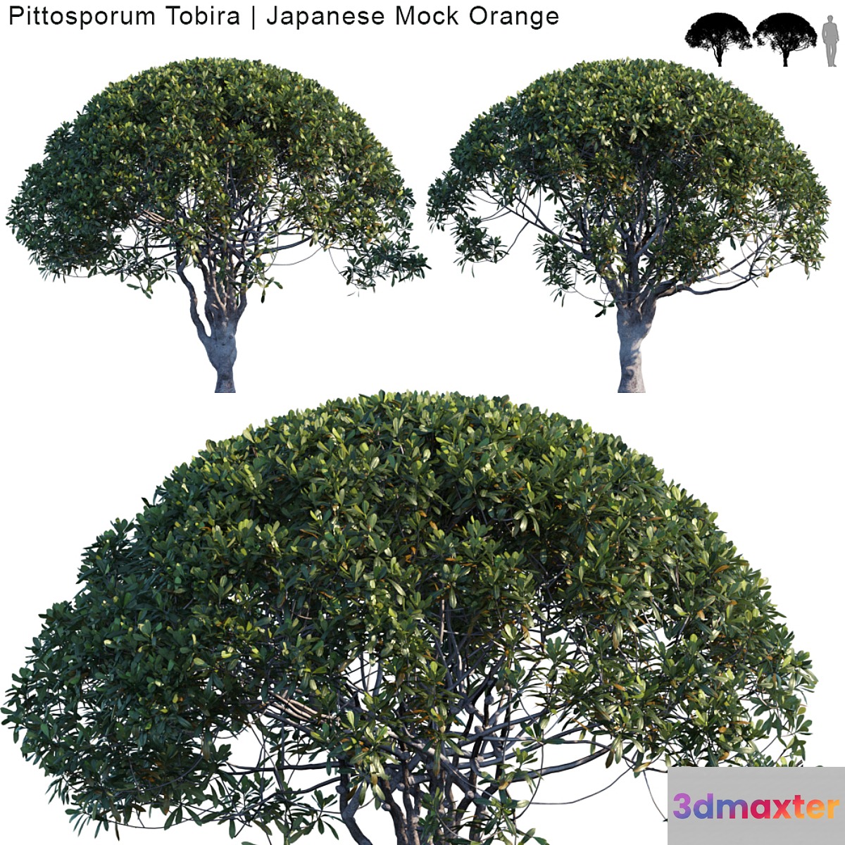 Pittosporum Tobira | Japanese Mock Orange var2 - No.3