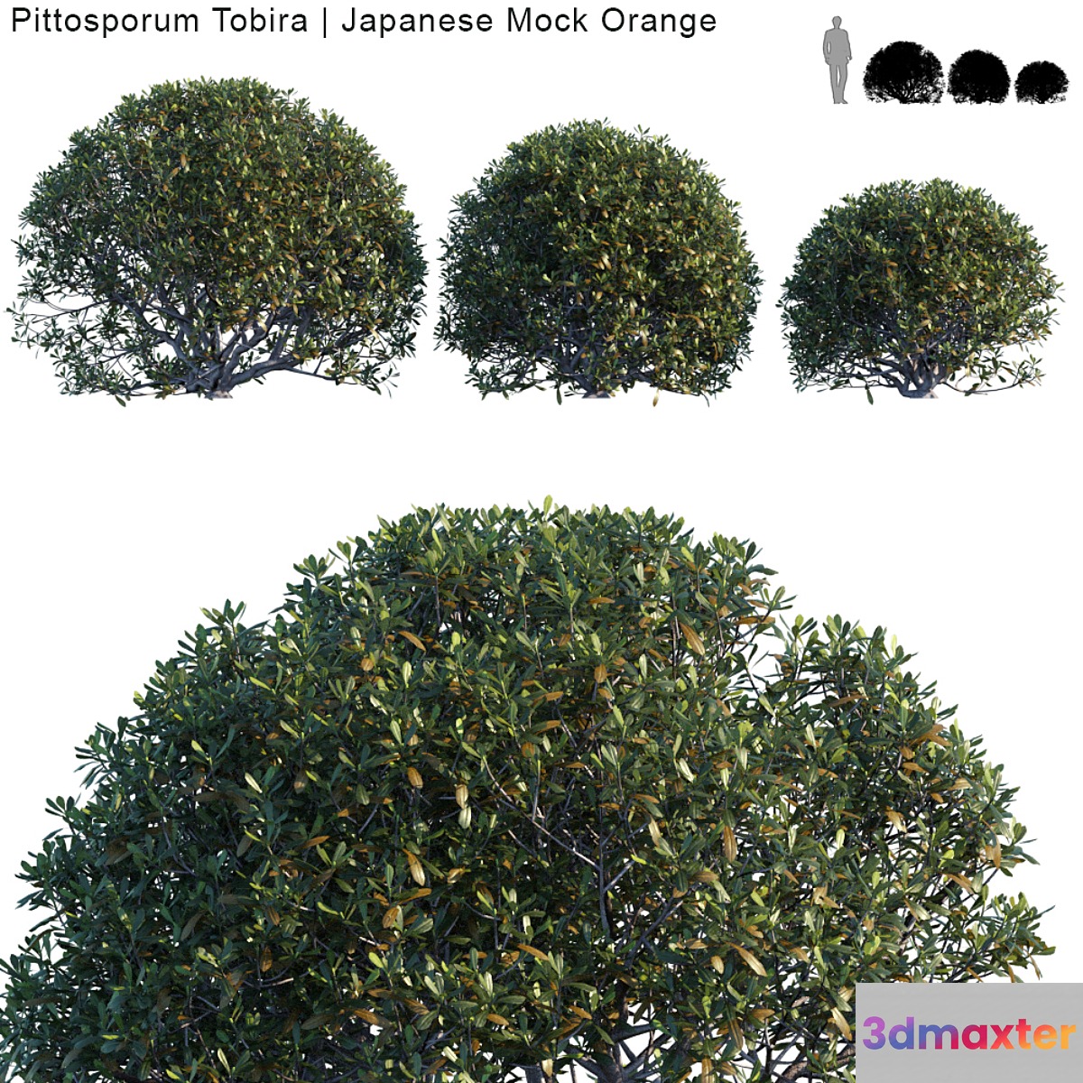 Pittosporum Tobira | Japanese Mock Orange bush 3D Max