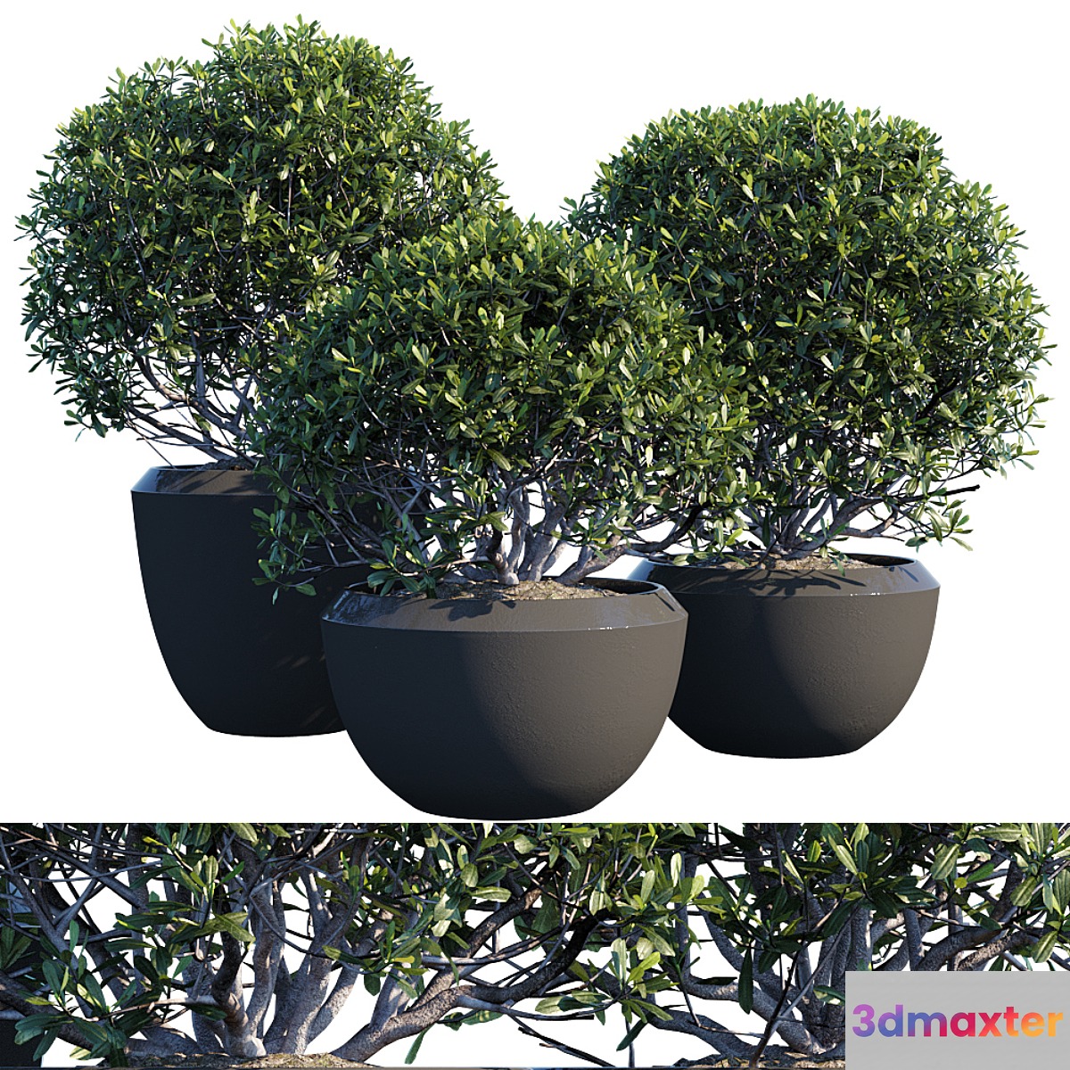 Plant in pots 3D Max