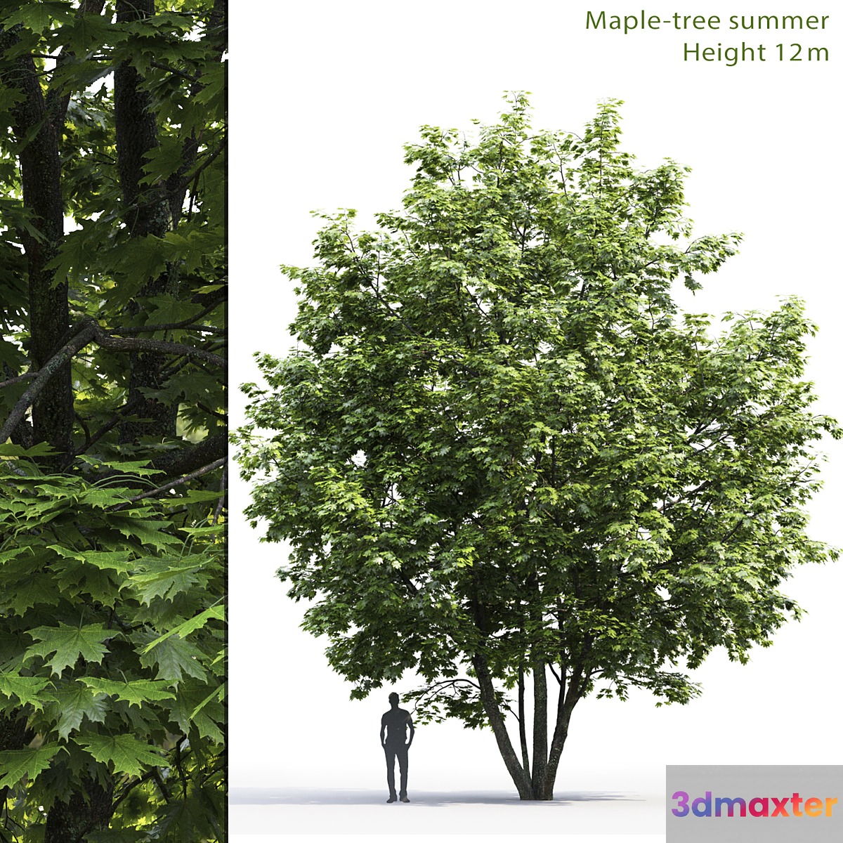 Maple - No.5