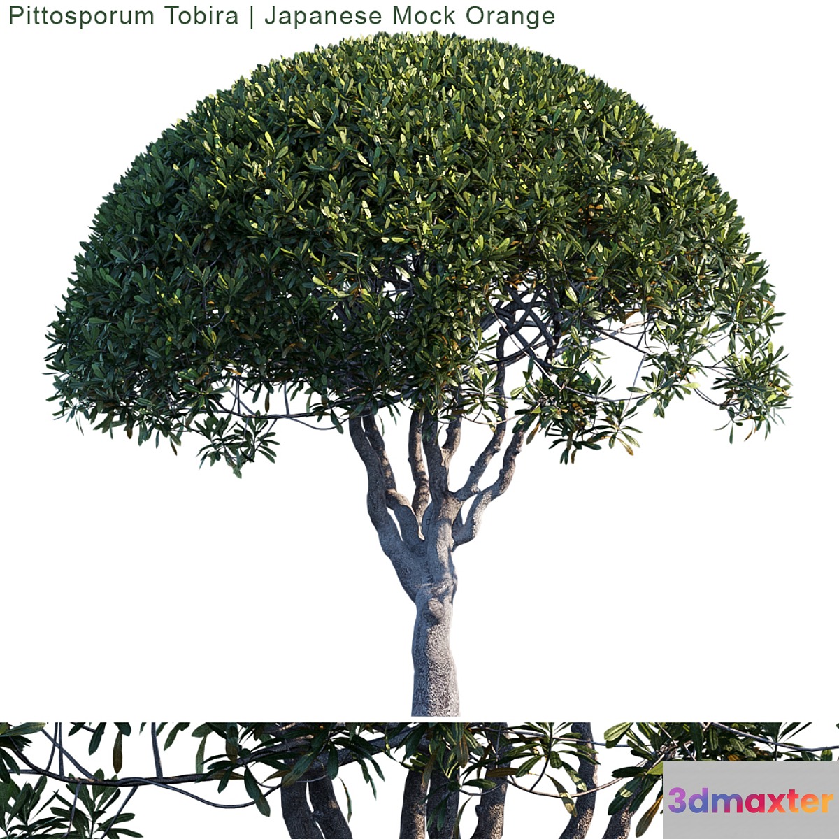 Pittosporum Tobira | Japanese Mock Orange 3D Max
