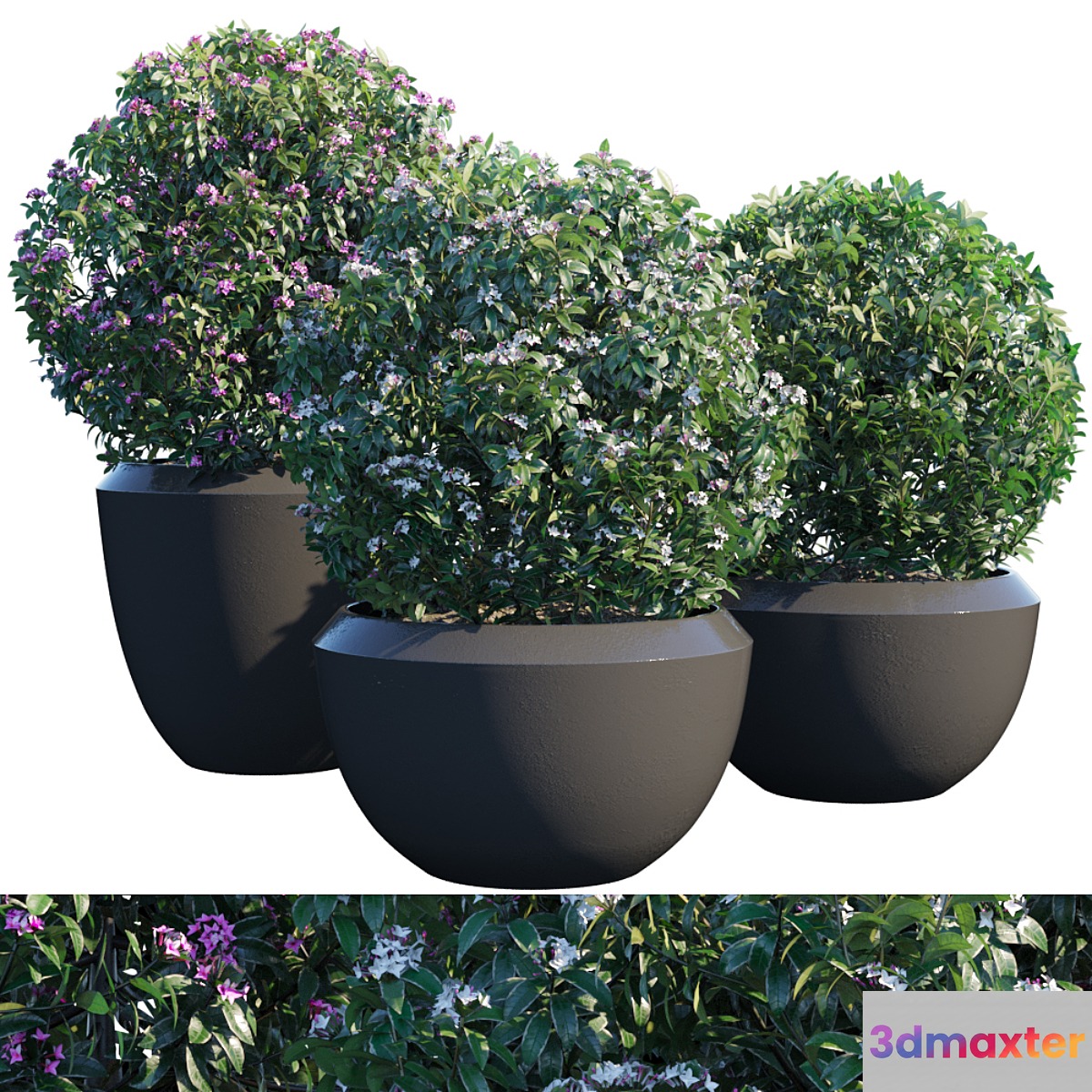 Plant in pots # 2 3D Max