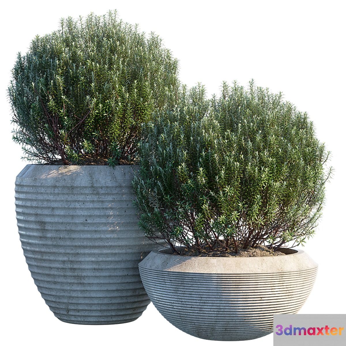Plant in pots # 3 3D Max
