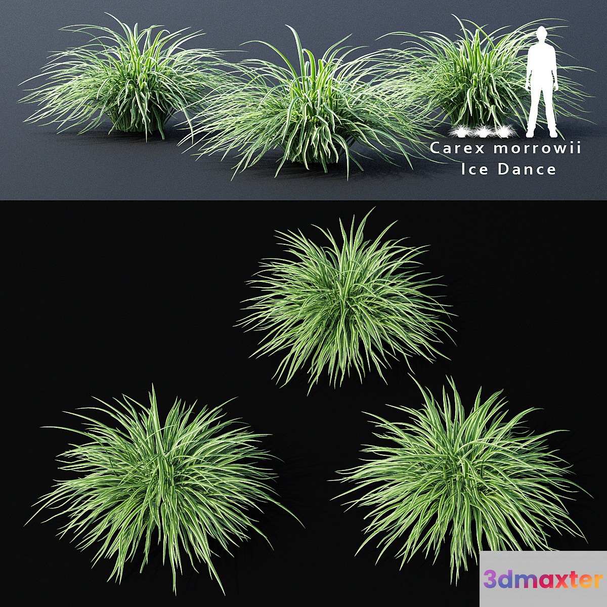 Sedge morrova | Carex morrowii Ice Dance ornamental grass 3D Max