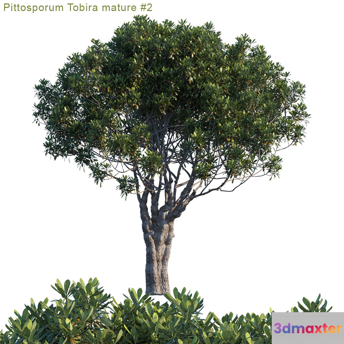 Pittosporum Tobira mature # 2