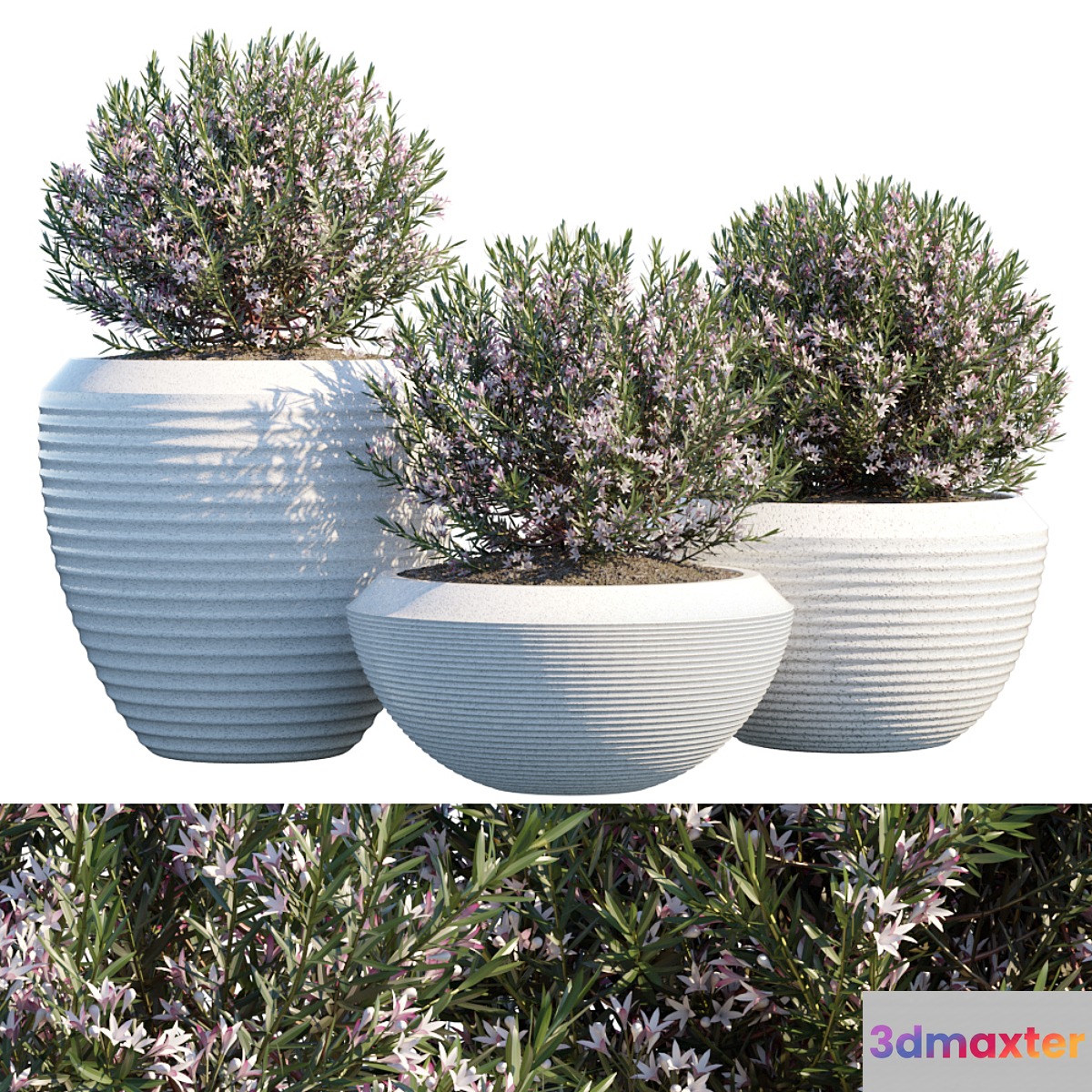 Plant in pots # 4 3D Max