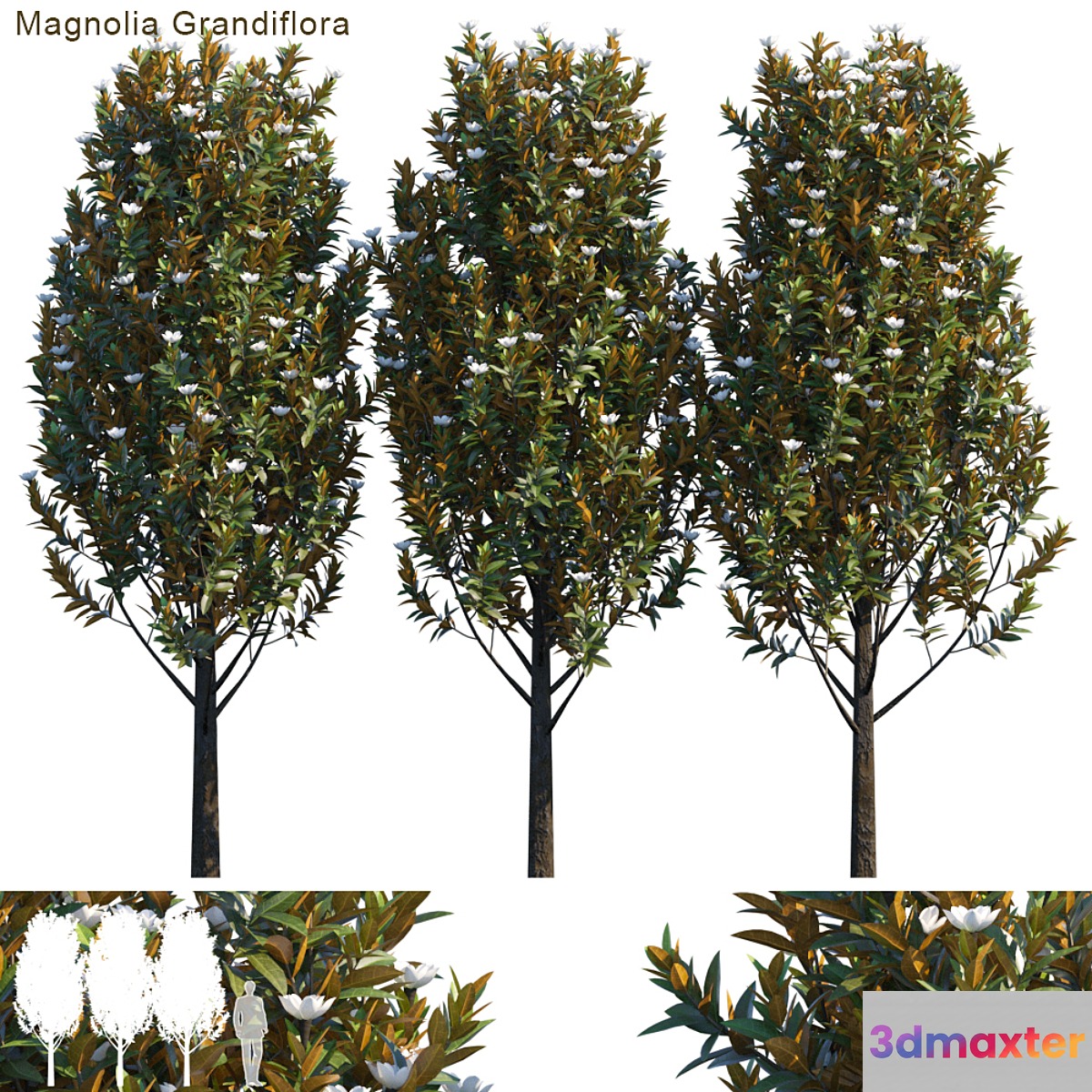 Magnolia grandiflora - No.3