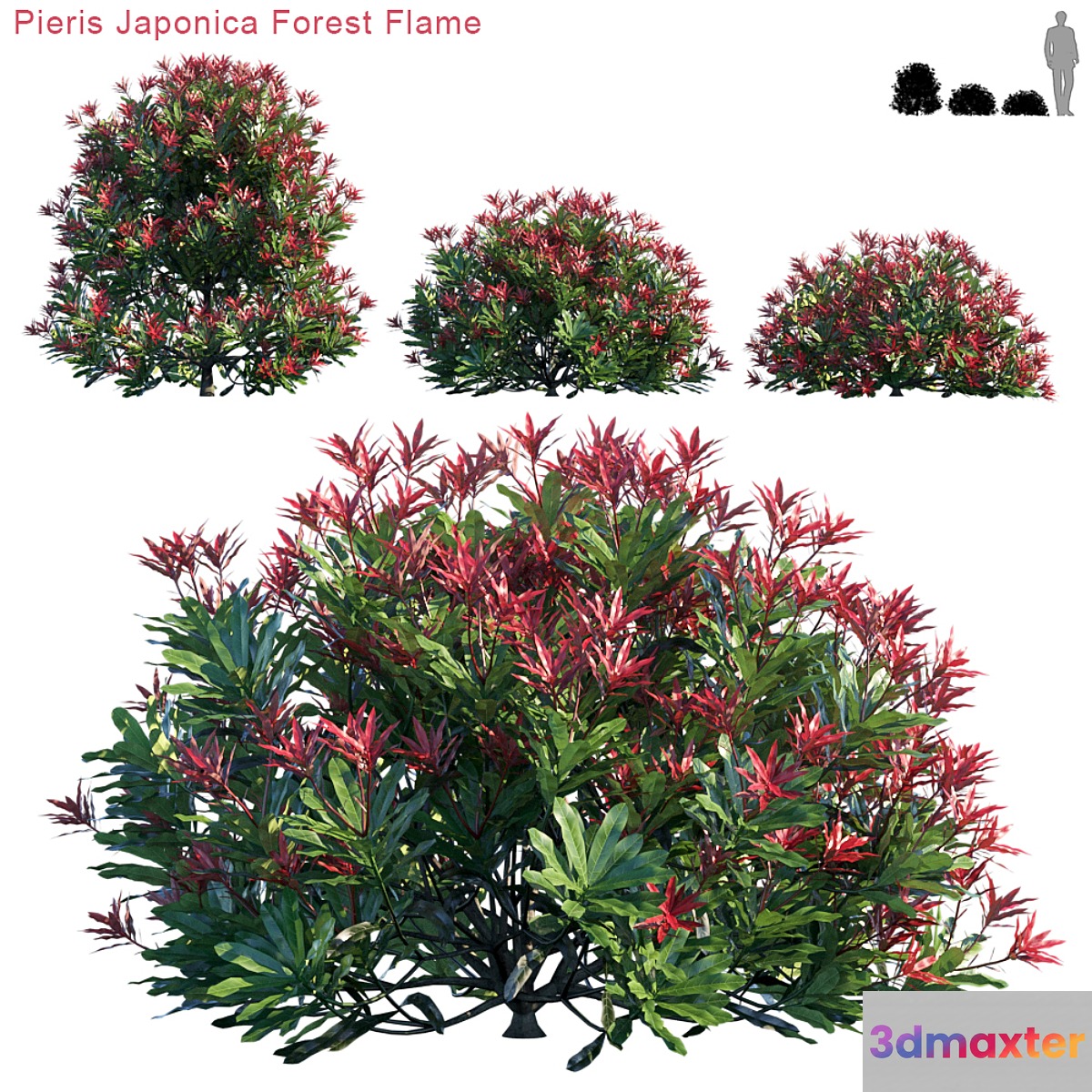 Pieris Japonica Forest Flame 3D Max