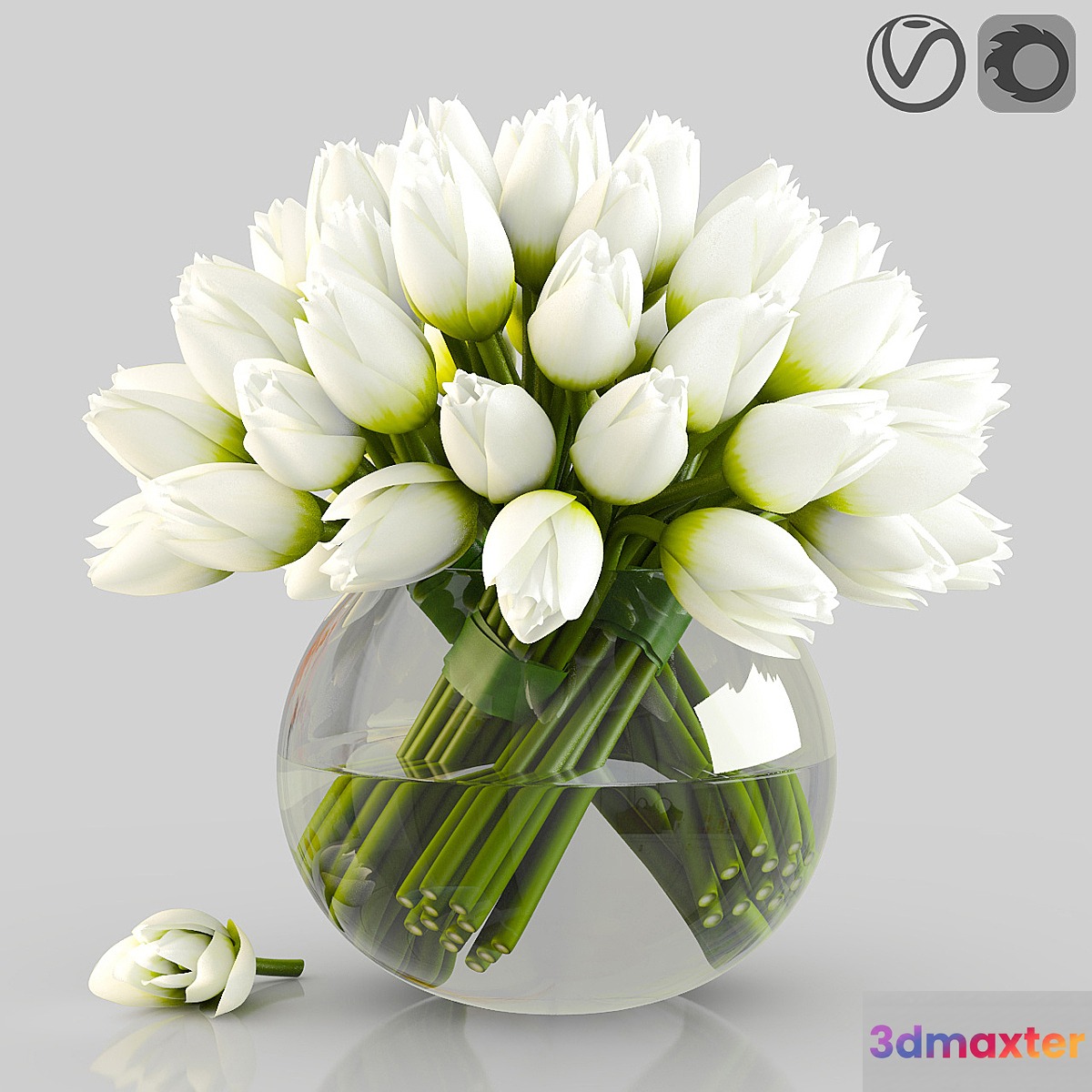 Angelique tulips - No.2