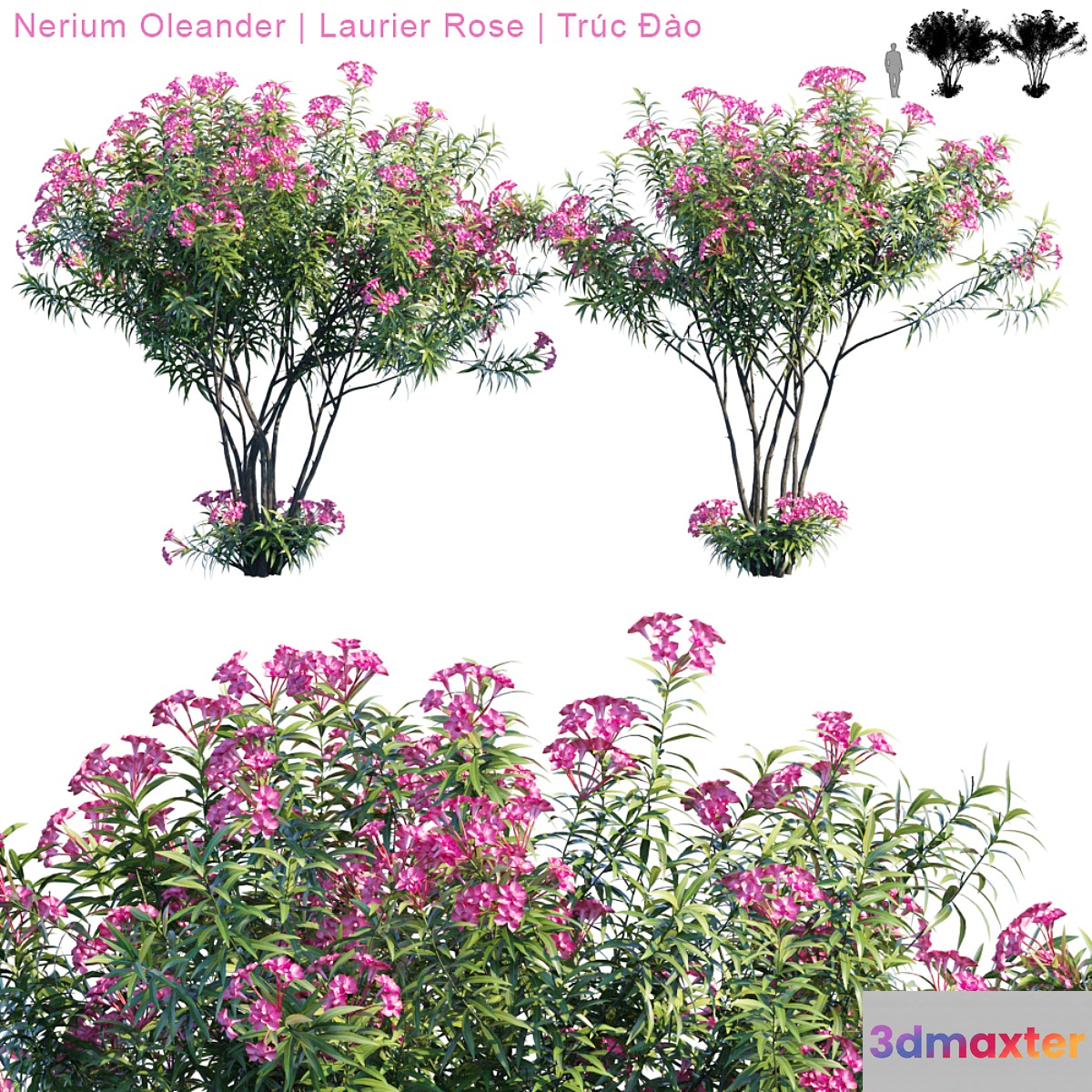 Nerium Oleander | Laurier rose - No.2 3D Max