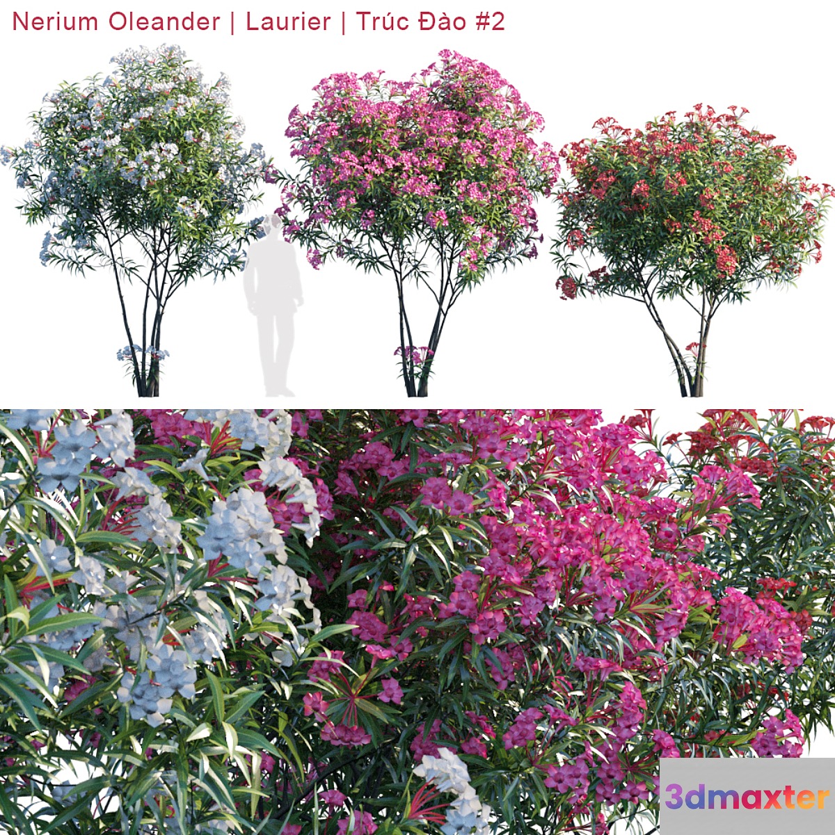Nerium Oleander | Laurier | Trúc Đào # 2 - No.3