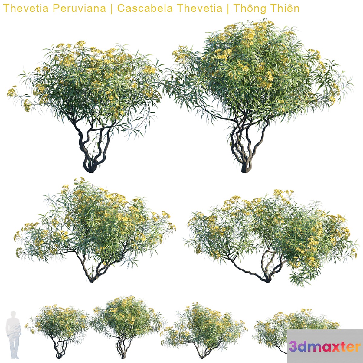 Thevetia Peruviana | Cascabela Thevetia - No.3