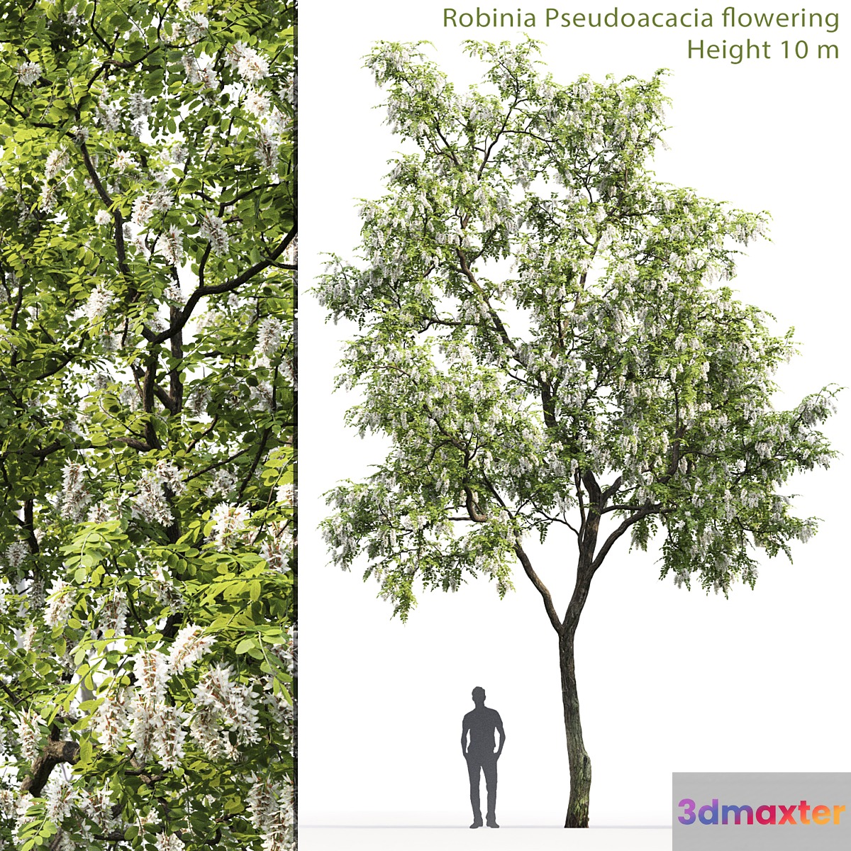 Robinia - No.3