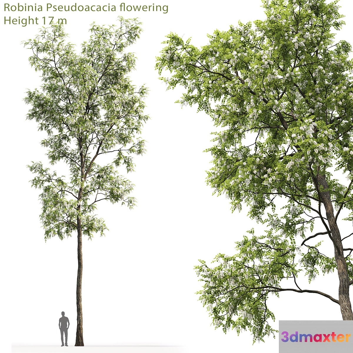 White Acacia | Robinia Pseudoacacia # 4 (17m) - No.3