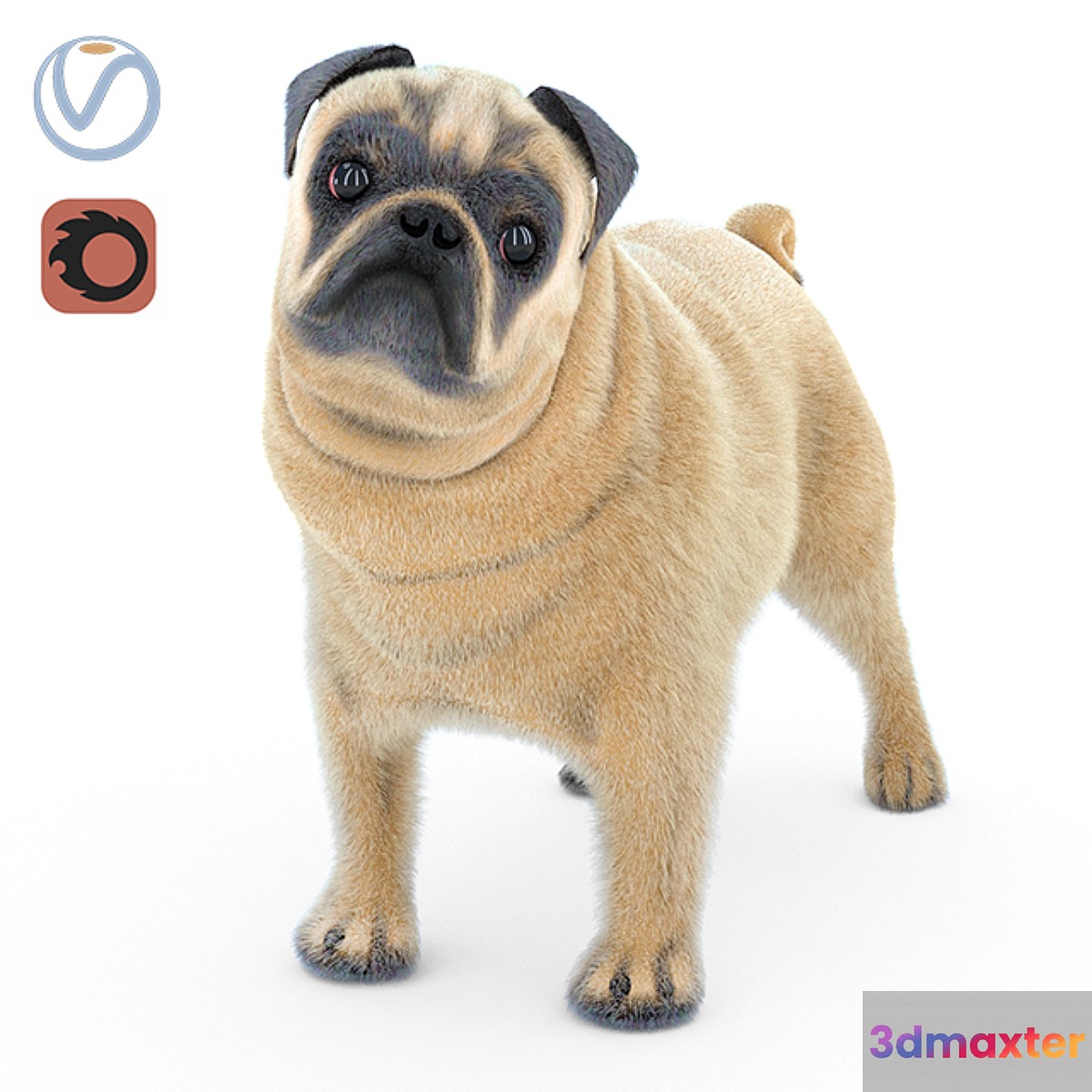 Pug 2 - No.4