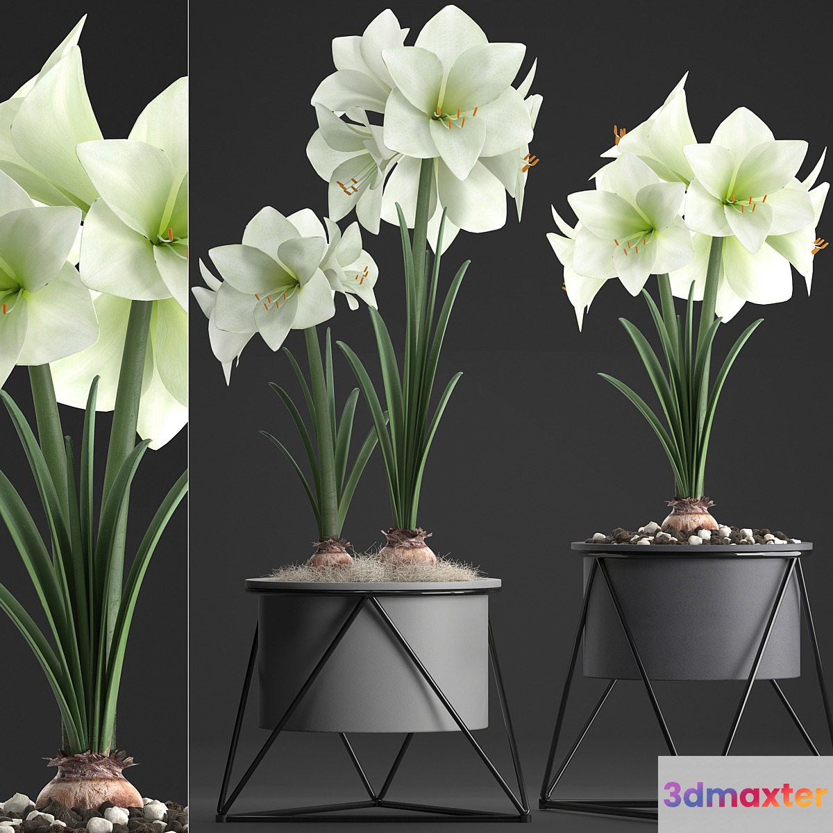 Collection of plants 310. Hippeastrum. Hippeastrum potted flowers indoor flowers flowerpot flower pot Scandinavian style eco design White flowers 3D Max