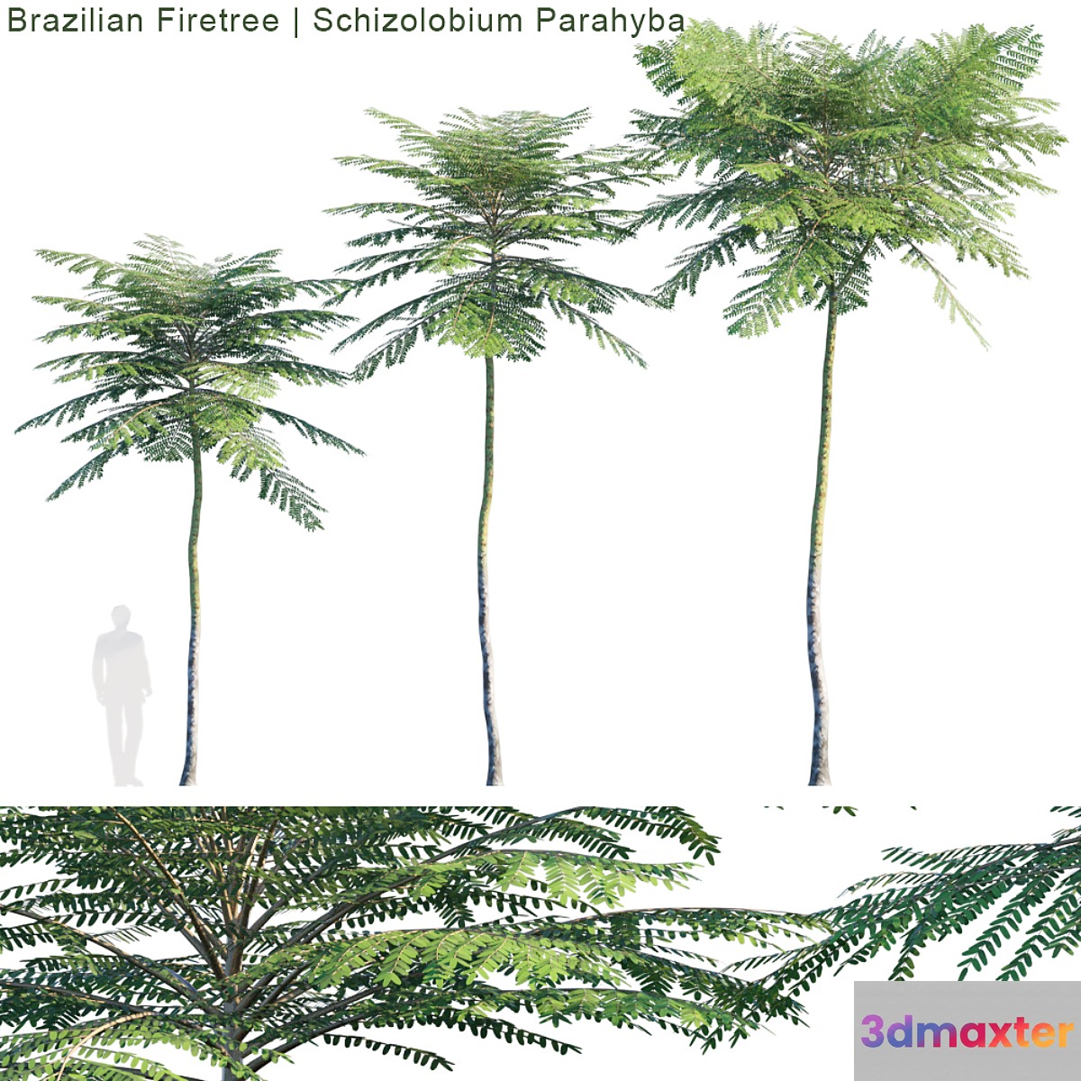 Schizolobium Parahyba | Brazilian Firetree