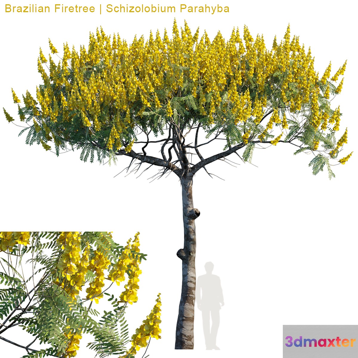 Brazilian Firetree | Schizolobium Parahyba # 2 3D Max
