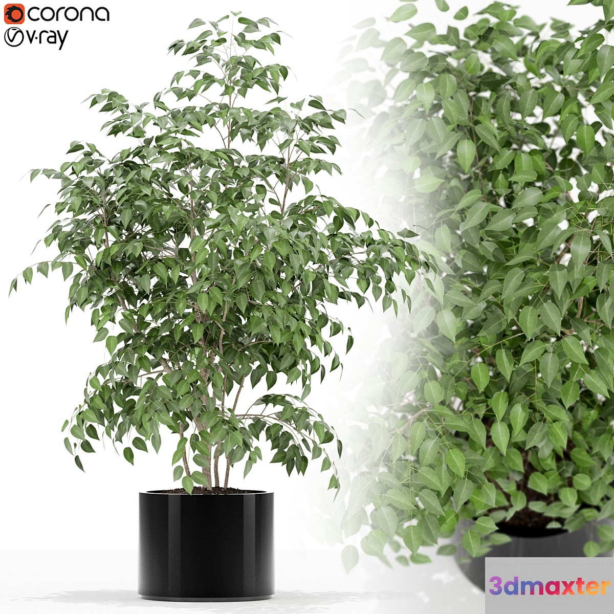 Plants collection 153 3D Max