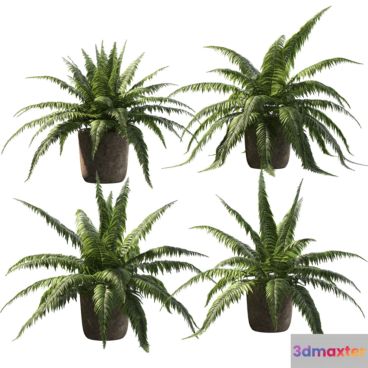 Fern in tubs. 4 models 3D Max