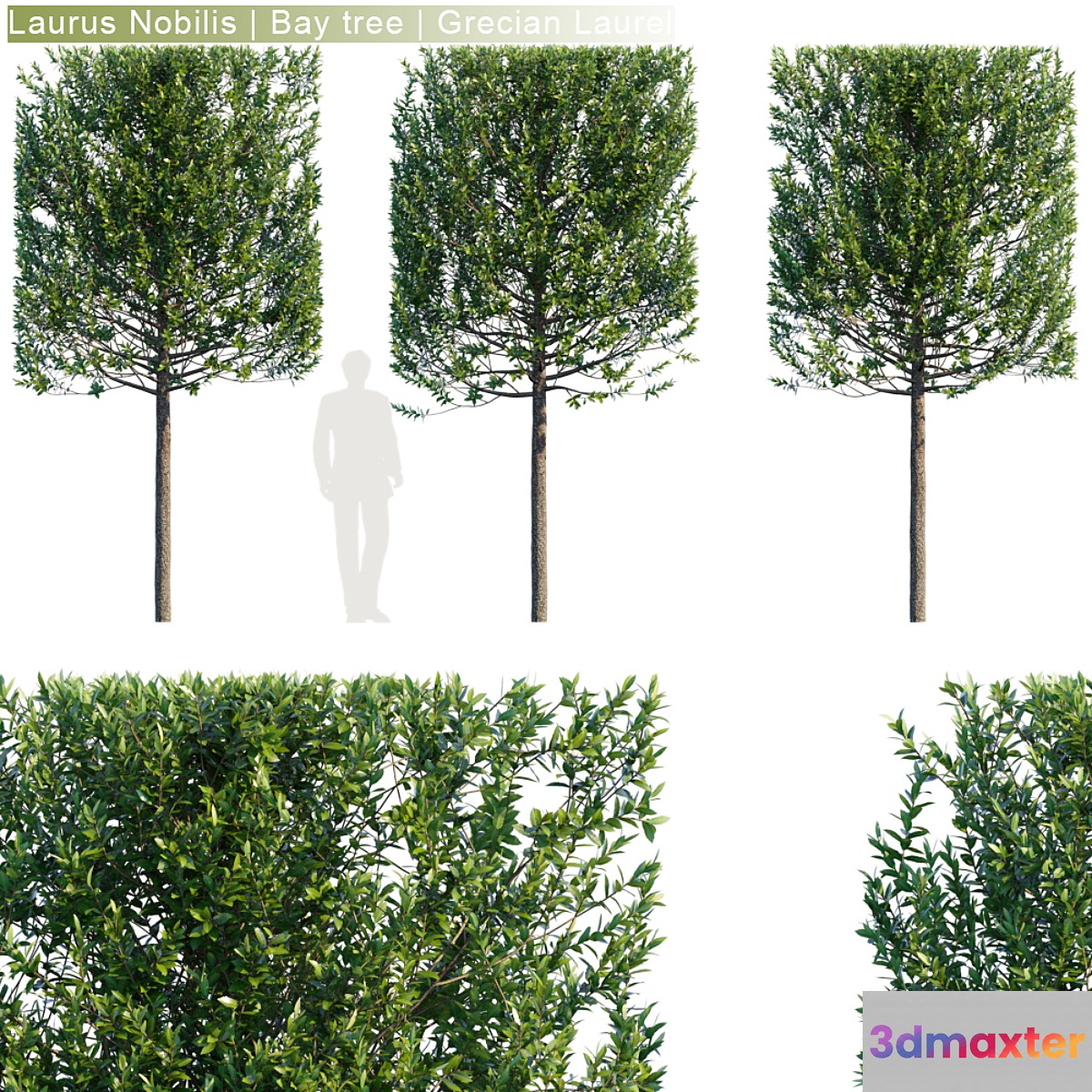 Laurus Nobilis | Bay tree | Grecian Laurel hedge # 3