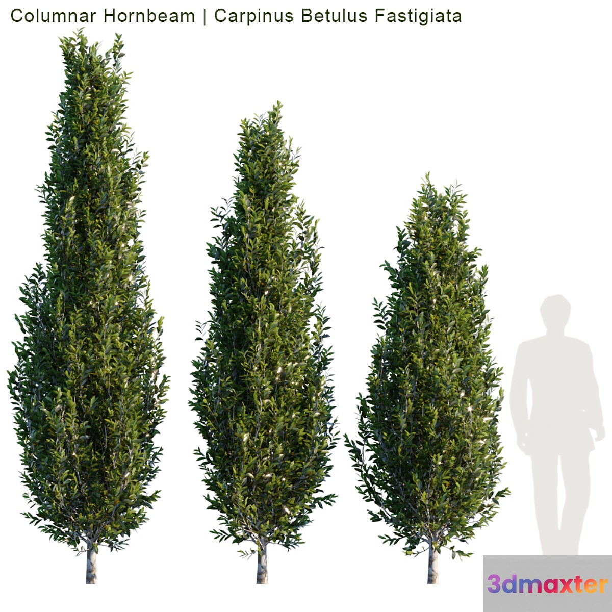 Columnar Hornbeam # 1 3D Max