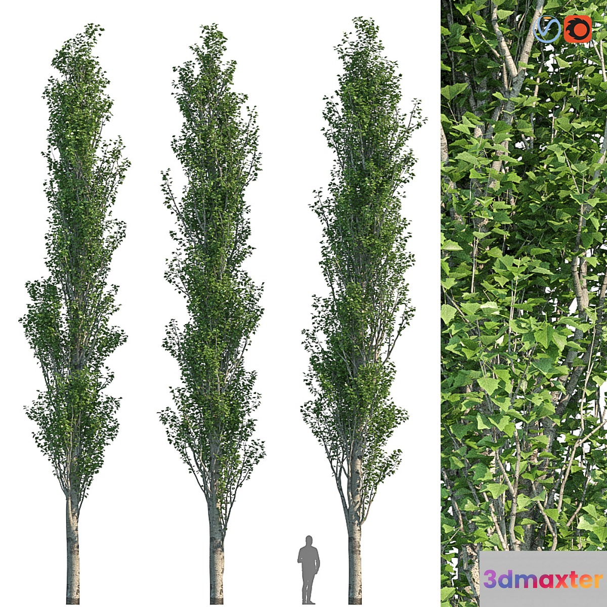 Poplar Pyramidal 15m Summer - No.3