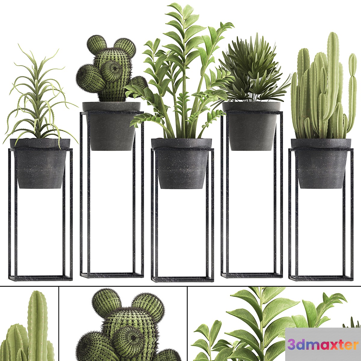 Plant collection 314. Small plants pot cactus rapis aloe cireus indoor stand concrete pot loft Zamioculcas Raphis Palm - No.2