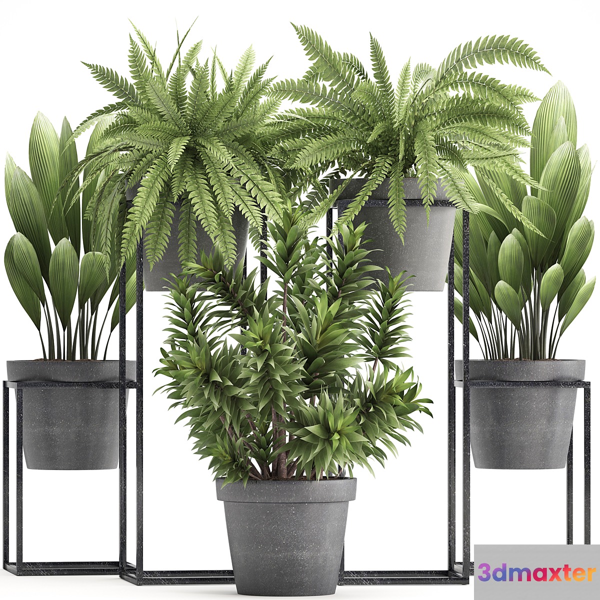 Plant collection 315. Indoor plants fern dracaena palm grass bushes indoor small concrete pot outdoor indoor - No.3
